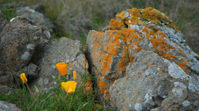 Lichens and Poppies California Poppies and boulders at the top