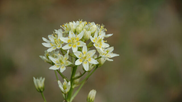 Toxicoscordion fremontii Fremont's death camas, Toxicoscordion fremontii