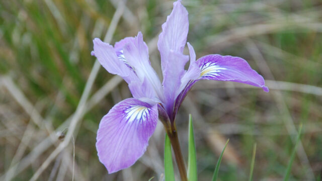 Iris douglasiana Douglas' Iris, Iris douglasiana
