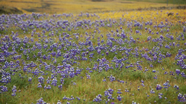 Lupinus Nanus Sky Lupine, Lupinus Nanus
