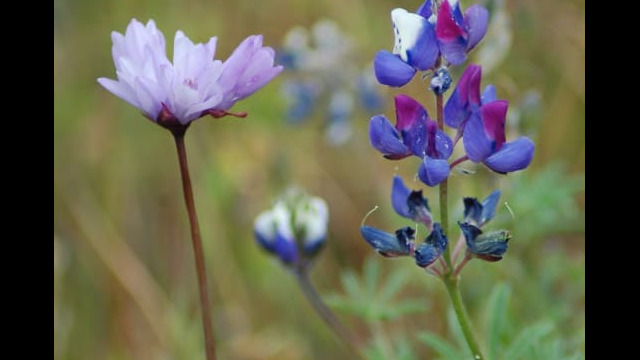 Blue Dicks and Sky Lupine