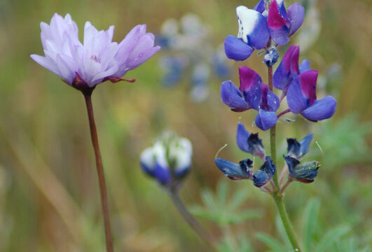Blue Dicks and Sky Lupine