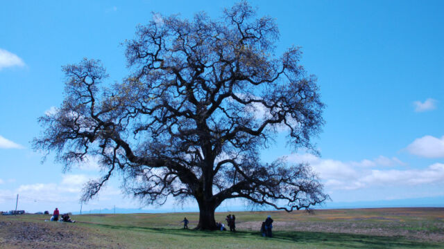 North Table Mountain, by the parking lot