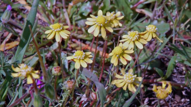 Blennosperma nanum Yellow Carpet, Blennosperma nanum