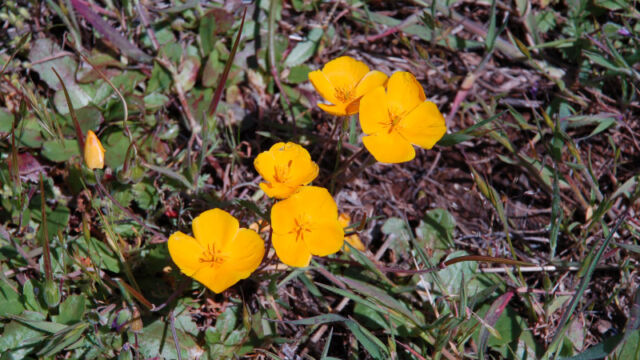 Eschscholzia lobbii Frying Pans Poppy, Eschscholzia lobbii