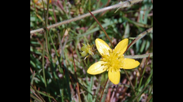 Ranunculus occidentalis Western Buttercup, Ranunculus occidentalis