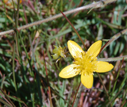 Ranunculus occidentalis Western Buttercup, Ranunculus occidentalis