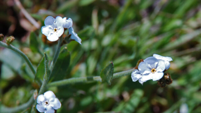 Plagiobothrys tenellus Popcorn Flower, Plagiobothrys tenellus