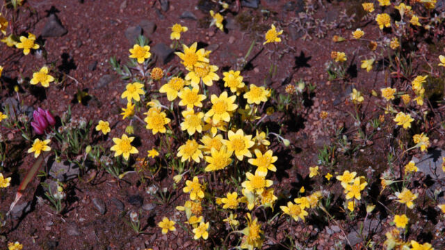 Lasthenia californica Goldfields, Lasthenia californica
