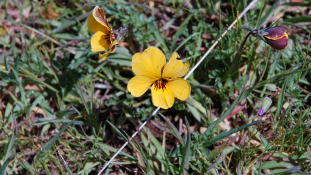 Viola douglasii Douglas' Violet, Viola douglasii