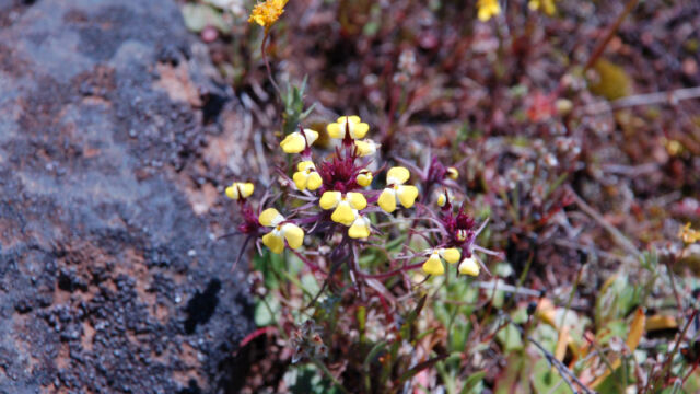 Triphysaria eriantha Butter and Eggs, Triphysaria eriantha