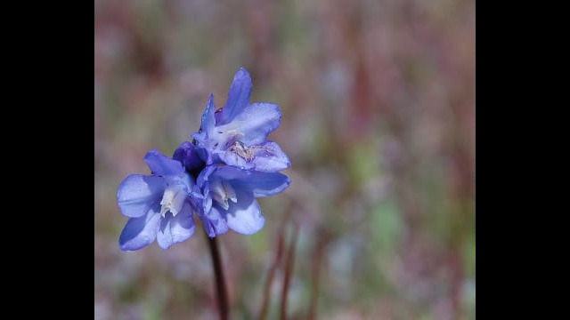 Dichelostemma capitatum Blue Dicks, Dichelostemma capitatum