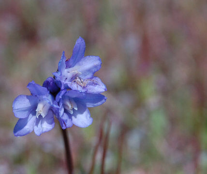Dichelostemma capitatum Blue Dicks, Dichelostemma capitatum