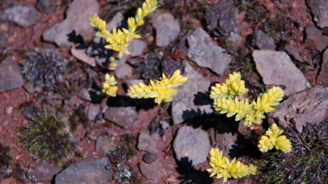 Sedella pumila Sierra Mock Stonecrop, Sedella pumila
