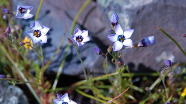 Gilia tricolor Bird's Eye Gilia, Gilia tricolor