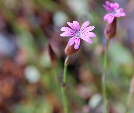 Petrorhagia dubia Hairypink, Petrorhagia dubia