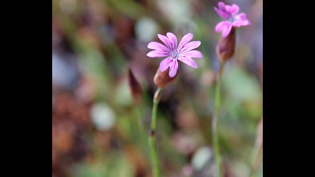Petrorhagia dubia Hairypink, Petrorhagia dubia