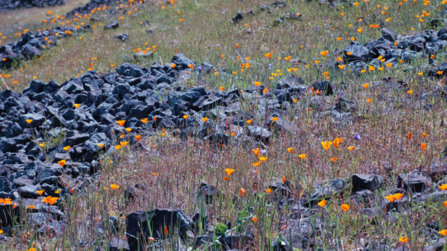 Eschscholzia caespitosa Foothill Poppy, Eschscholzia caespitosa