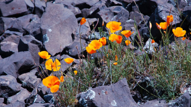 Foothill Poppy, Eschscholzia caespitosa Foothill Poppy, Eschscholzia caespitosa