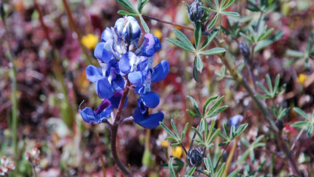 Lupinus nanus Sky Lupine, Lupinus nanus