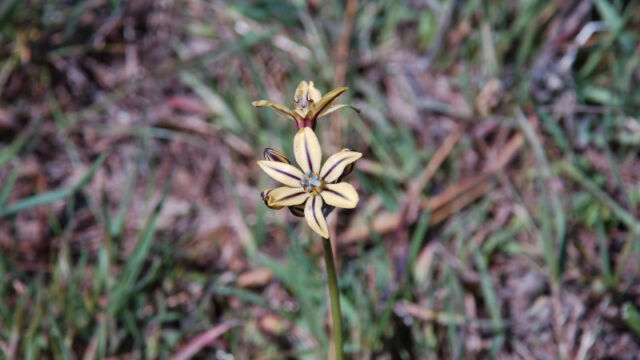 Triteleia ixioides Pretty Face, Triteleia ixioides