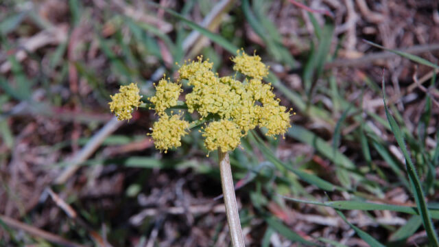 Lomatium caruifolium Biscuit Root, Lomatium caruifolium