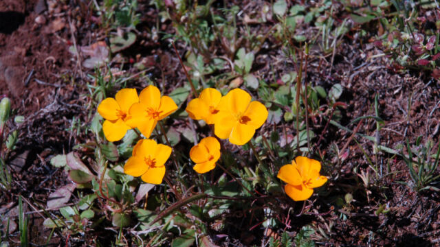 Frying Pans Poppy, Eschscholzia lobbii Frying Pans Poppy, Eschscholzia lobbii