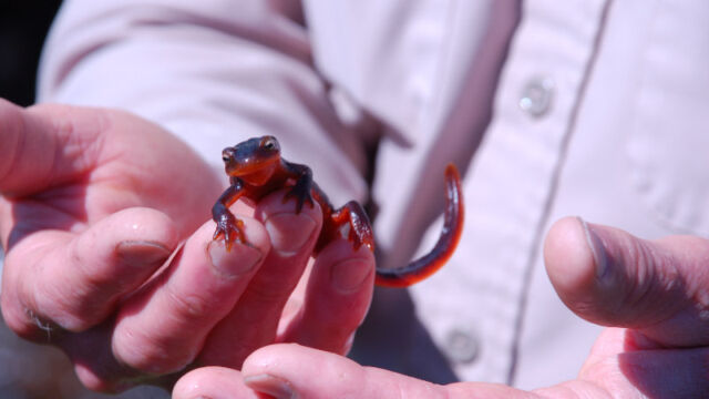California Newt