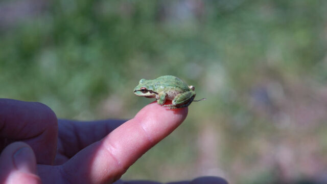 Sierra Chorus Frog