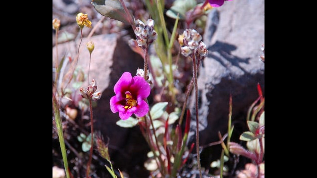 Mimulus kelloggii Kellogg's Monkeyflower, Mimulus kelloggii