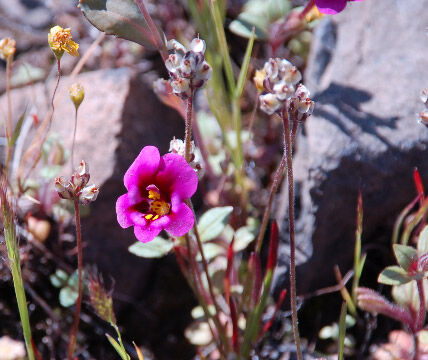 Mimulus kelloggii Kellogg's Monkeyflower, Mimulus kelloggii