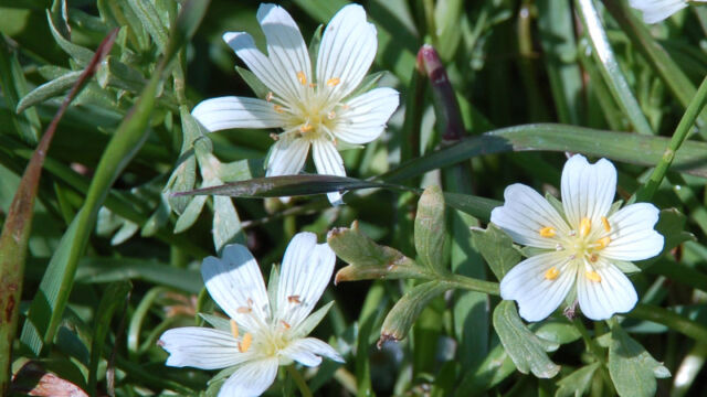 Limnanthes alba Meadowfoam