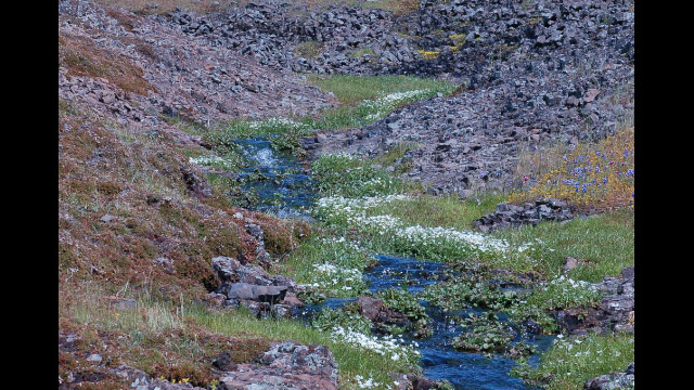 Table Mountain stream with Table Mountain Meadowfoam