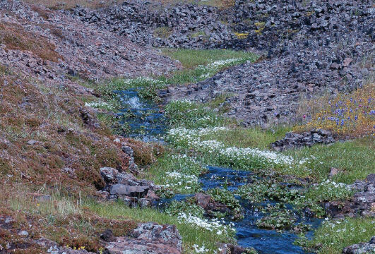 Table Mountain stream with Table Mountain Meadowfoam