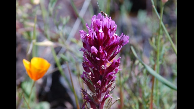 Castilleja exserta Owl's Clover, Castilleja exserta