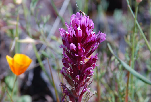 Castilleja exserta Owl's Clover, Castilleja exserta