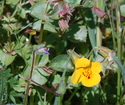 Mimulus guttatus Seep Monkey Flower, Mimulus guttatus