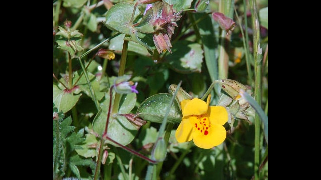 Mimulus guttatus Seep Monkey Flower, Mimulus guttatus