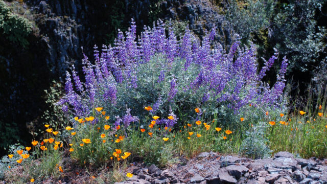 Bush Lupine
