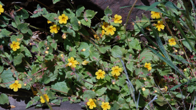 Monkeyflower