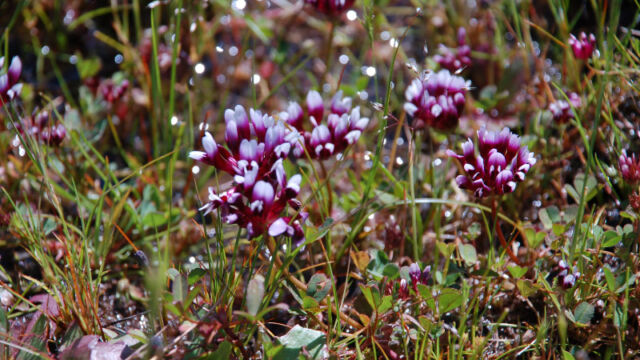 Trifolium variegatum White Tipped Clover, Trifolium variegatum
