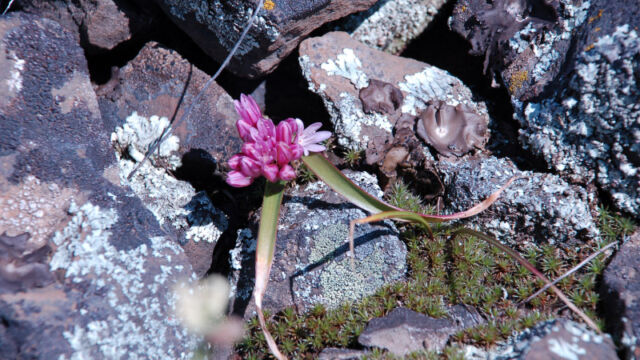 Allium cratericola Volcanic Onion, Allium cratericola