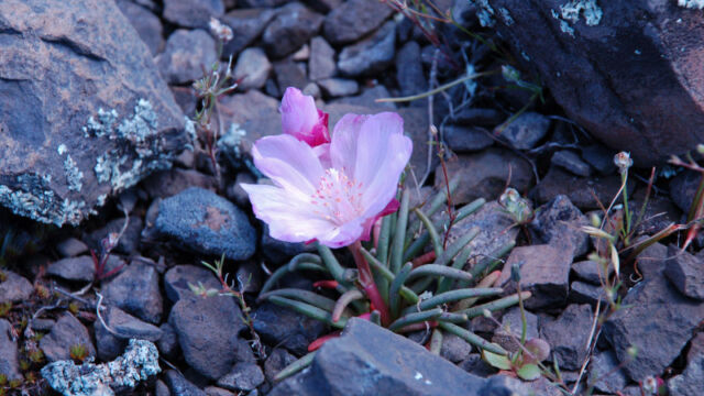 Lewisia rediviva Bitterroot, Lewisia rediviva