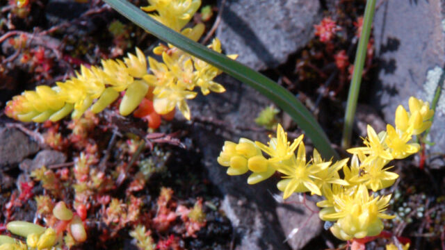 Sedella pumila Sierra Mock Stonecrop, Sedella pumila