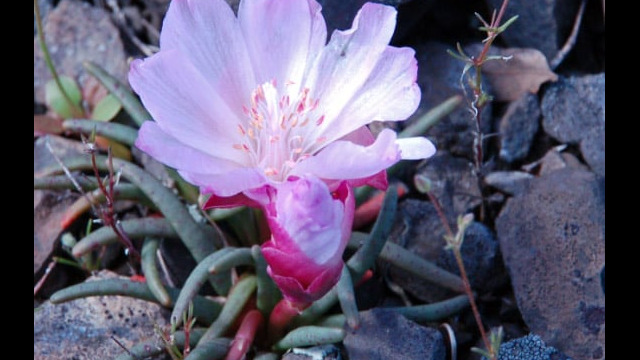 Lewisia rediviva Bitterroot, Lewisia rediviva