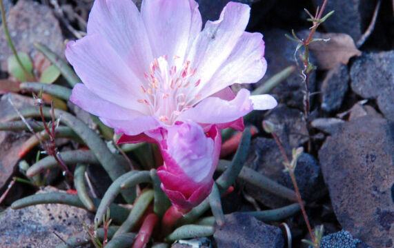 Lewisia rediviva Bitterroot, Lewisia rediviva