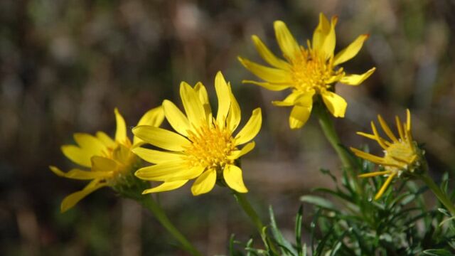 Ericameria linearifolia Narrowleaf Goldenbush, Ericameria linearifolia