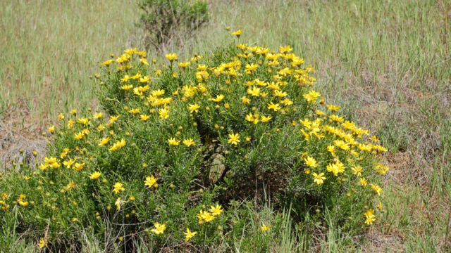 Ericameria linearifolia Narowleaf Goldenbush, Ericameria linearifolia