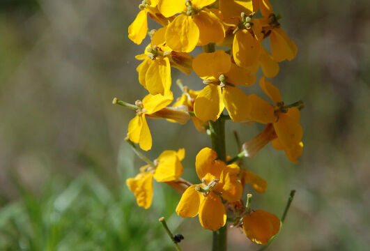 Erysimum capitatum Western Wallflower, Erysimum capitatum