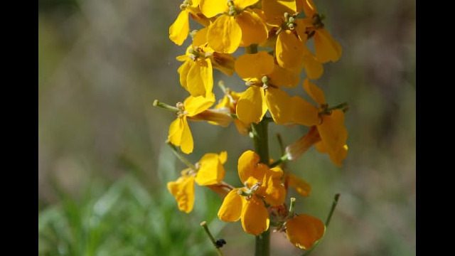 Erysimum capitatum Western Wallflower, Erysimum capitatum